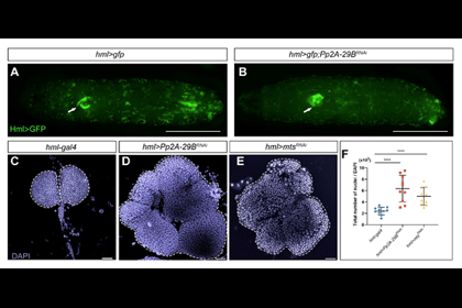 进化所发育与再生生物学团队在蛋白磷酸酶调控造血系统发育研究领域取得进展