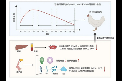 调控蛋清品质的精准窗口及分子机制