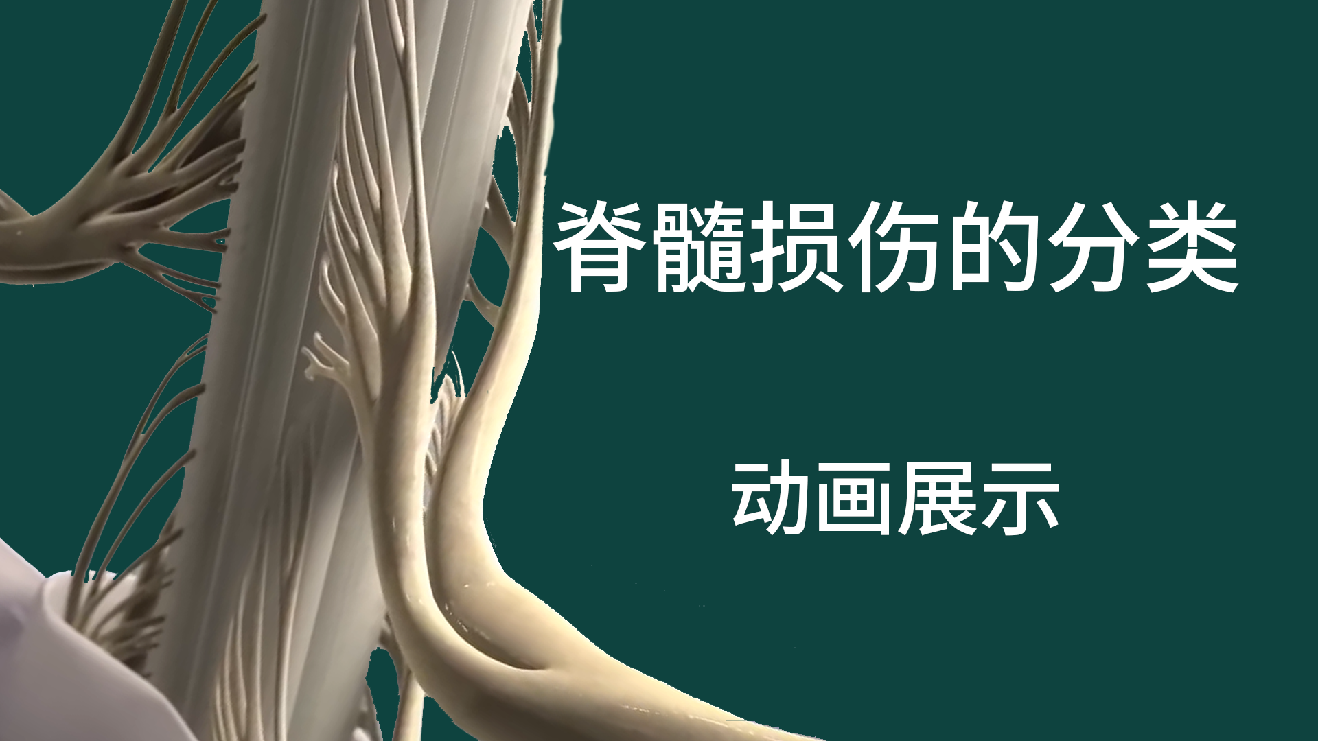 脊髓损伤的分类